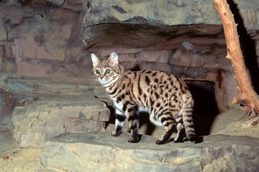 the Black-Footed Cat