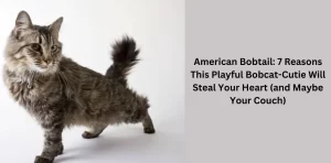 American Bobtail: 7 Reasons This Playful Bobcat-Cutie Will Steal Your Heart (and Maybe Your Couch)
