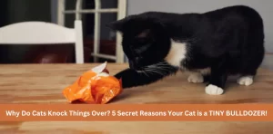 Why Do Cats Knock Things Over? 5 Secret Reasons Your Cat is a TINY BULLDOZER!