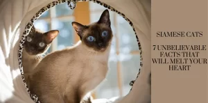 Siamese Cats: 7 Unbelievable Facts That Will Melt Your Heart