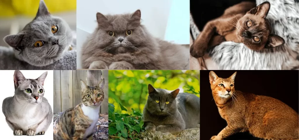 Types of Cats